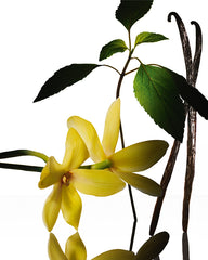 نارسيسو رودريغيز باتشولي مسك 
(EDP) مكثف