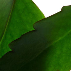 Clarins Fresh Scrub Purifying Exfoliator